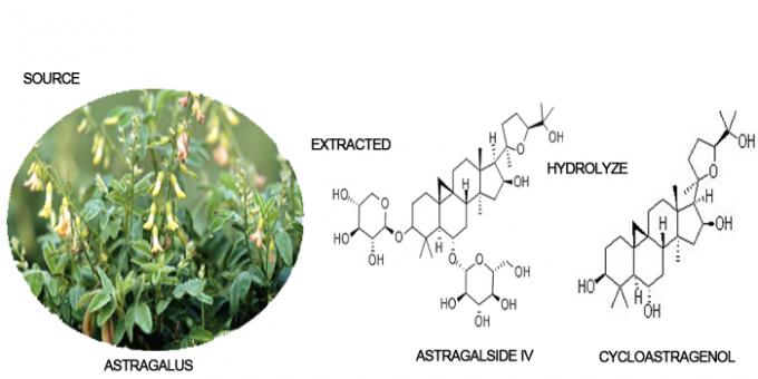 CAS 78574-94-4 Thực phẩm bổ sung Chiết xuất từ ​​rễ Astragalus 0