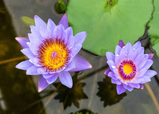 Bột hoa cúc Nymphaea Caerulea 0