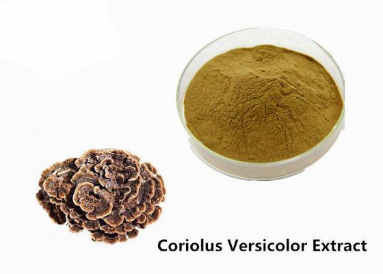 Trung Quốc Tăng cường vóc dáng nâu vàng Coriolus Vers màu Extract Powder nhà cung cấp