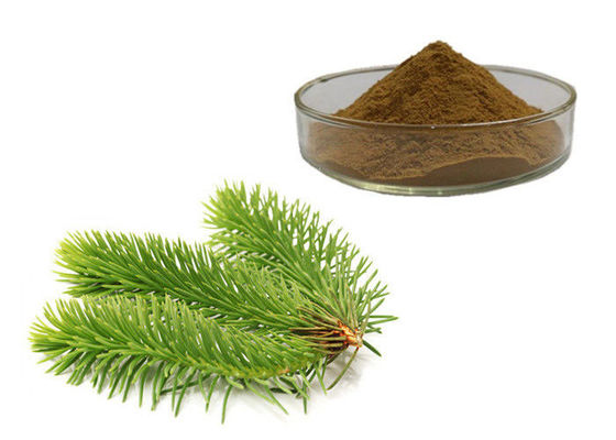 Trung Quốc Lá thông chiết xuất thảo dược nhà cung cấp