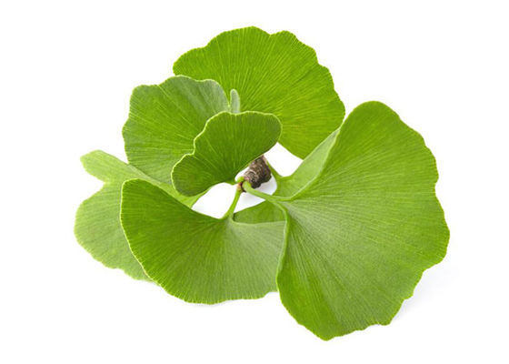 USP Lớp Ginkgo Biloba hữu cơ nhà cung cấp