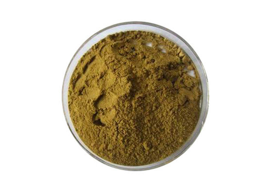 24% Flavones 6% Lactones Pure Ginkgo Biloba Extract Powder nhà cung cấp