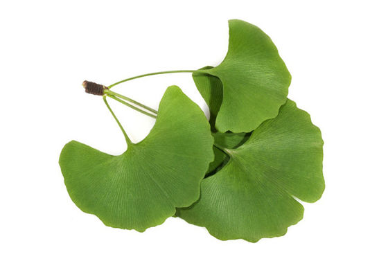CAS 90045-36-6 Lá khô hữu cơ Ginkgo Biloba Extract Powder nhà cung cấp