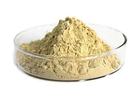 10% chiết xuất hồng sâm Ginsenosides nhà cung cấp