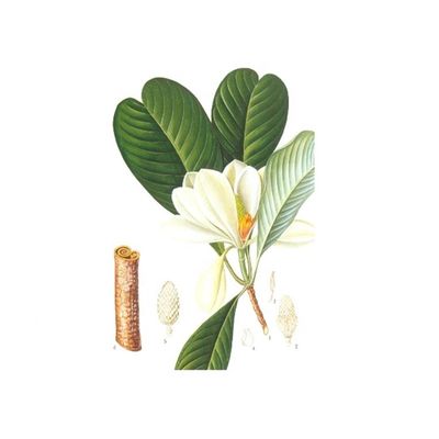 98% chiết xuất vỏ cây mộc lan nguyên chất Honokiol nhà cung cấp
