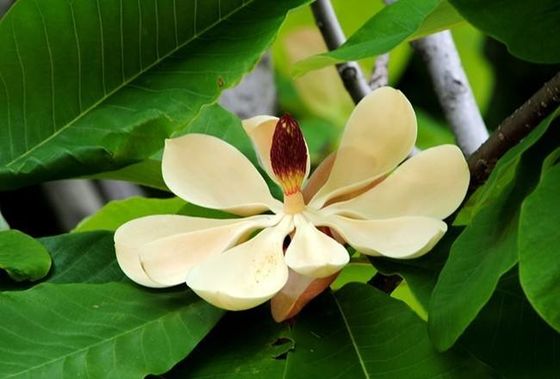 HPLC Magnolol / Honokiol Magnolia Officinalis Bark Extract nhà cung cấp