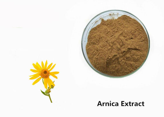 Bột chiết xuất thực vật Arnica nhà cung cấp