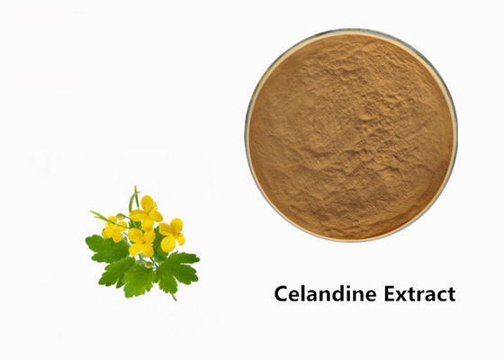Bột chiết xuất từ ​​cây Celandine nhà cung cấp