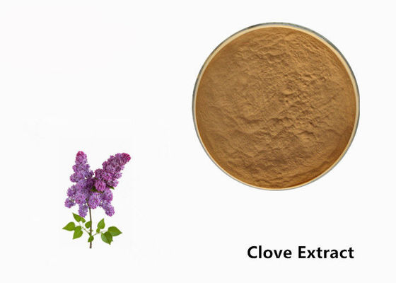 Brown Clove Flower Extract Powder Powder cho phụ gia thực phẩm nhà cung cấp
