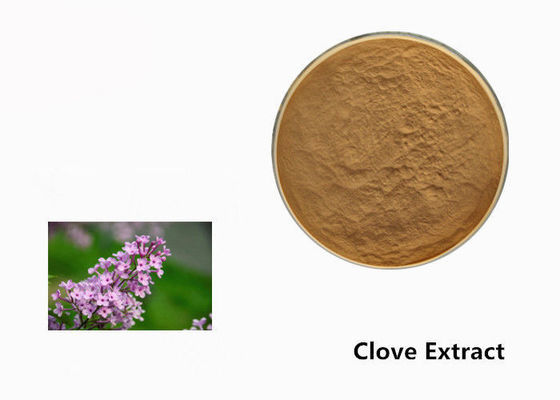 Brown Clove Flower Extract Powder Powder cho phụ gia thực phẩm nhà cung cấp