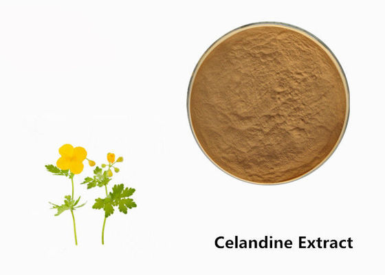 Bột chiết xuất từ ​​cây Celandine nhà cung cấp