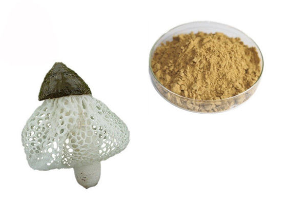 Chiết xuất hữu cơ Dictyophora Indusiata nhà cung cấp