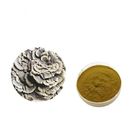 Tăng cường vóc dáng nâu vàng Coriolus Vers màu Extract Powder nhà cung cấp