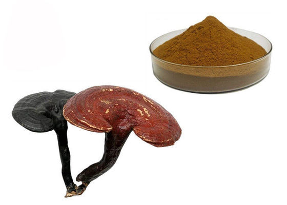 50% Bột tinh khiết nấm linh chi Lucidum Reishi nhà cung cấp