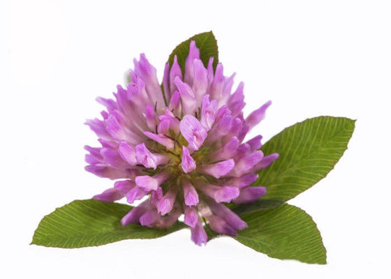 Độ tinh khiết 2,5% 8% 20% 40% Isoflavones Red Extract Extract Powder nhà cung cấp