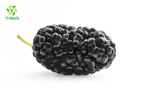 Anthocyanin Fruit Mulberry Chiết xuất bột thảo dược cho phụ gia thực phẩm nhà cung cấp