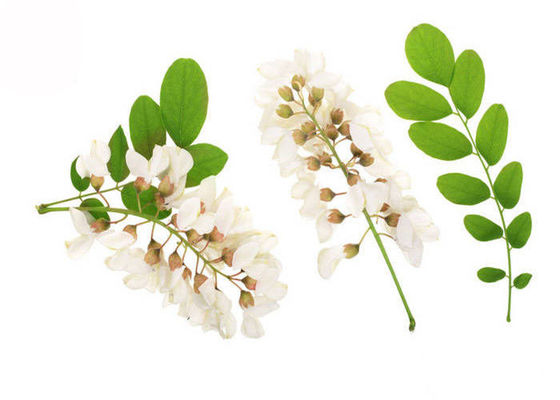 95% 98% Bột rinin tinh khiết Hoa Bud Part Sophora Japonica Extract nhà cung cấp