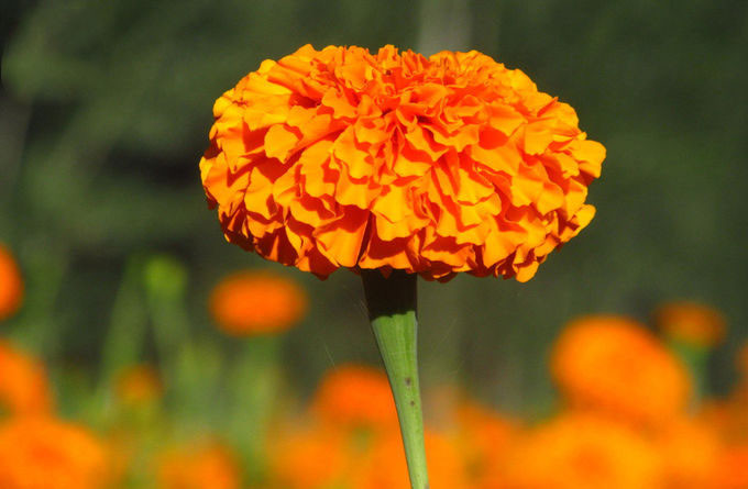 Bột màu tự nhiên Xanthophyll Hoa cúc vạn thọ 0