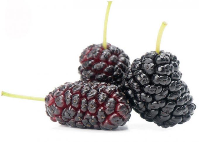 Anthocyanin Fruit Mulberry Chiết xuất bột thảo dược cho phụ gia thực phẩm 0
