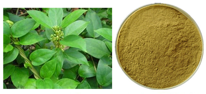 Gymnema Sylvestre Leaf Anthocyanin Extract Powder cho dược phẩm 0